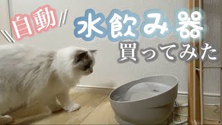 水を循環させる給水機の子猫の反応が可愛かった