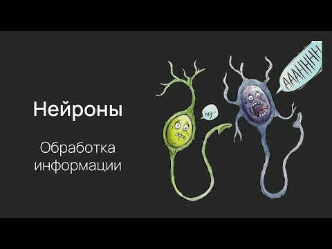 Видео: Нейробиология поведения. Работа нейрона