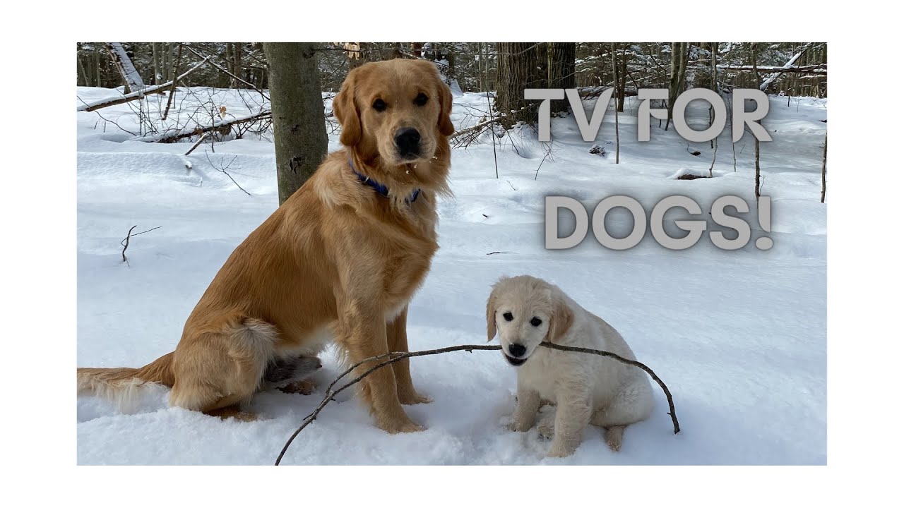 Tv For Dogs! Videos For Dogs To Watch Squirrels. Keep your pup