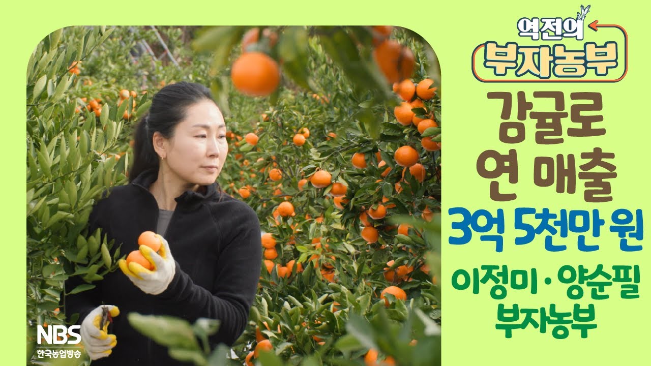 [역전의부자농부 281회] 감귤로 연 매출 3억 5천만 원! 제주 서귀포 이정미·양순필 부자농부