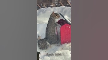 The Arctic Squirrel’s Winter Secret: Nature’s Ultimate Hibernator! #animals #wildlife #cute #shorts