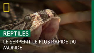 La vipère heurtante : serpent le plus rapide du monde