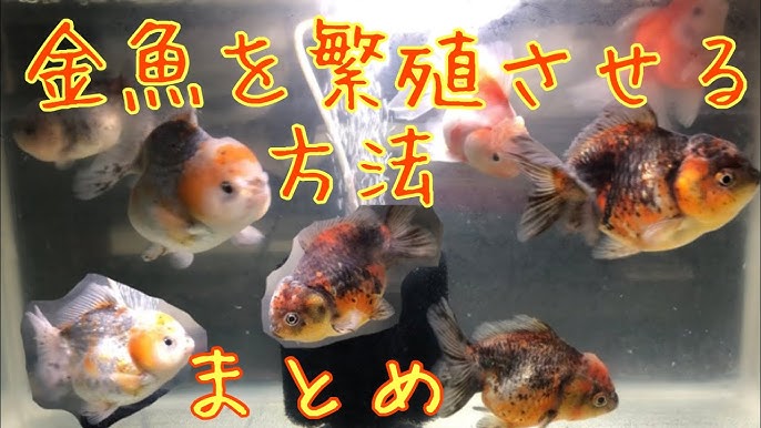ピンポンパールの稚魚水槽立ち上げ その他の金魚の稚魚たちも大きくなりました Youtube