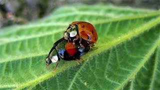 Wandelen, Brecht, Kooldries En Hoofsweer, Natuurenbos