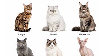 8 Popular Cat Breed Explained
