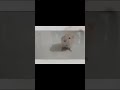my pretty pet[OG] #gacha #life