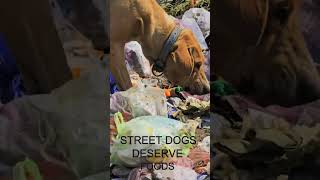 Street Dogs Deserve Foods  #satisfying #animals #rescue