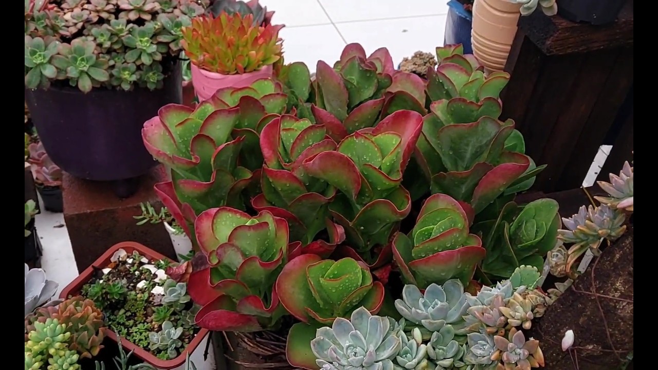 É assim que eu faço baciadas de suculentas. Primeira baciada de echeveria Glória e superbum