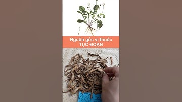 Nguồn gốc vị thuốc Tục đoạn