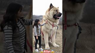 Big To Small Animal Transformation Journeys