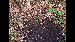 Mock Scrapes