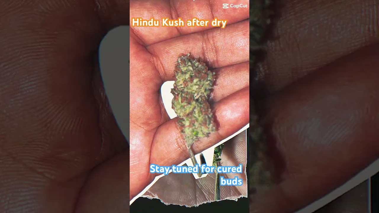 Hindu Kush after dry trim