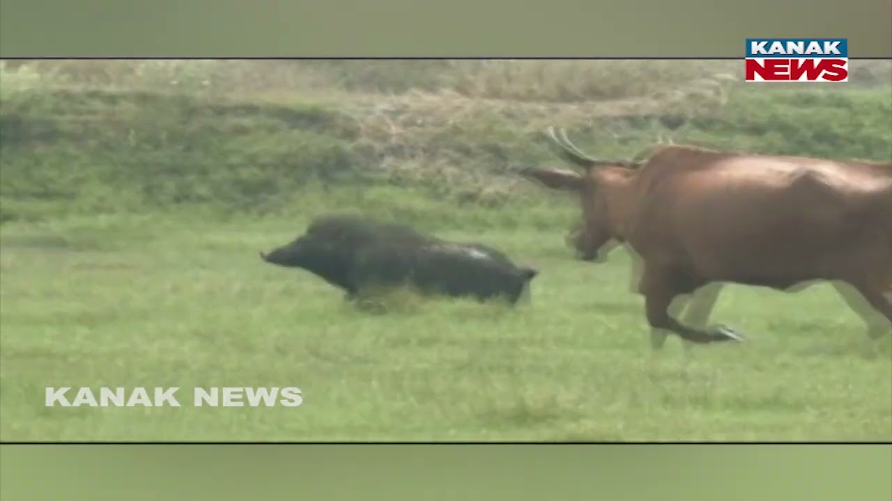 Farmers Stay Awake All Night To Protect Crops | Wild Animals Destroying Fields in Ataranga