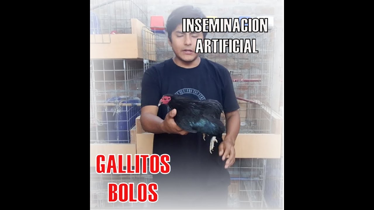 INSEMINACION DE BOLOS!! RAPIDO Y SENCILLO!