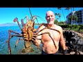 Gigantic Mantis Shrimp of madura Remote Island Catch Them ...