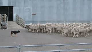 Casterton working dog auction 2024 - Whites June 11 - Lot 32, Adrian Carpenter