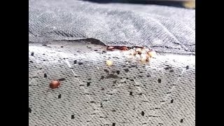 Home bed bug extermination - easy treatment