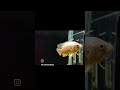 #fish 🐠 #ytshorts  #viral