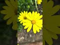 Sometimes, it’s the little things that brighten your day 🌼✨#flowers #peace