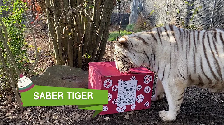 Watch the video about Happy Holidays from Carolina Tiger Rescue - Tiger & Serval Enrichment