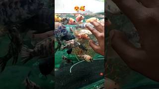 Cichlid Fish Attract