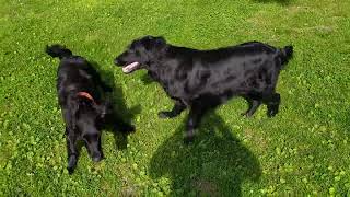 Two flatcoated retrievers playing