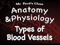 Understanding Blood Vessels