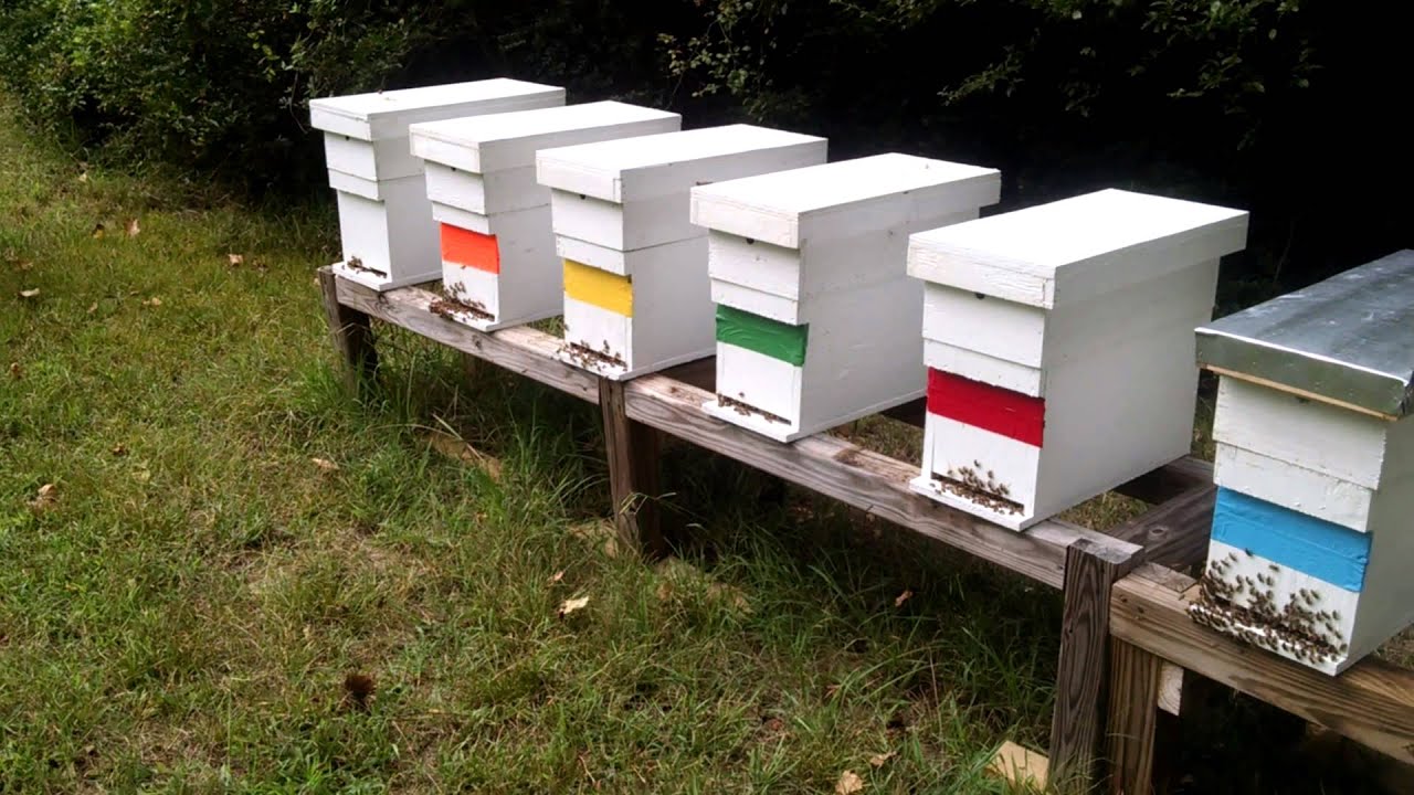 Doing more splits at Barnyard Bees YouTube