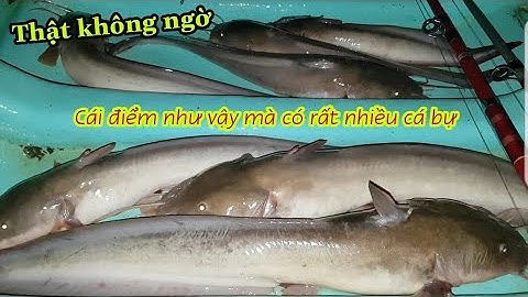 Câu cá ngát ||thật không ngờ,điểm câu như vậy mà có rất nhiều cá bự