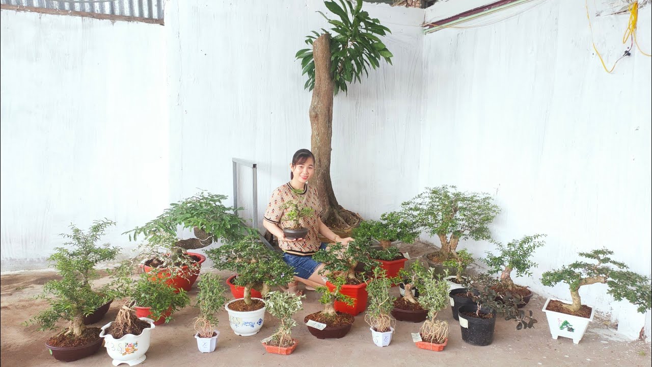 clip130 ltk bonsai lợi nguyên bán bonsai mini đa dạng, lêkima, mai