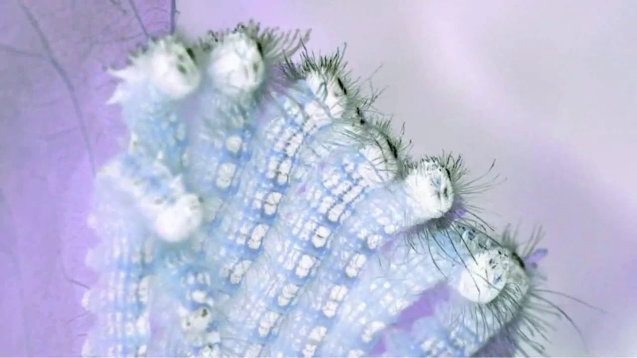 Buglyfe - Caterpillars