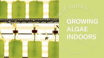 Algae Farm in Iceland | Look Inside (360 Video)