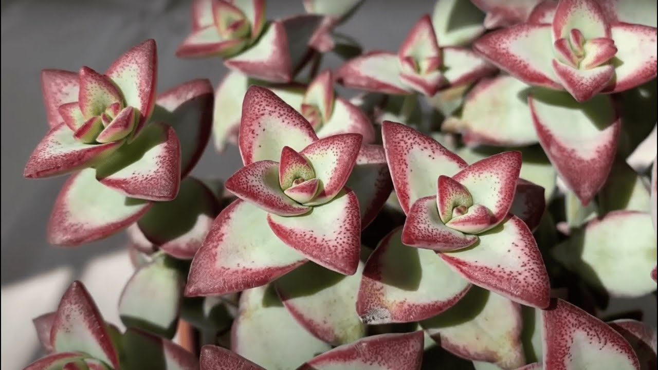 Рассказ о крассуле Crassula High Voltage/Sun Star