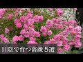 【日陰で育つ】薔薇5選🌹耐陰性オッケー😊🐻#Short #short