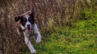 Adopting an English Springer Spaniel What to Know Before Bringing Home Your New Furry Friend