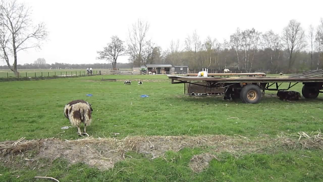 Schaap met baard in de keel YouTube