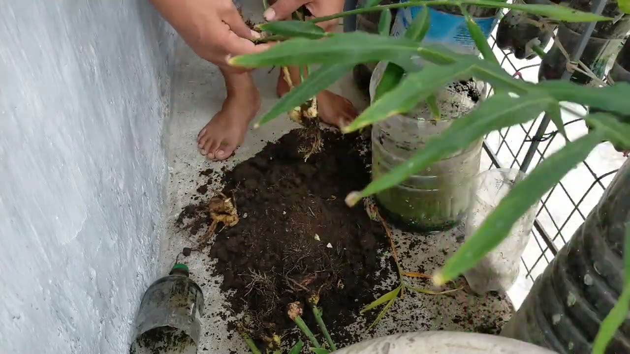 Paano mapaparami ng mabilis ang tanim na luya sa plastic bottle