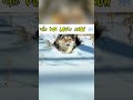 This husky lose control in snow #viral #shorts #husky