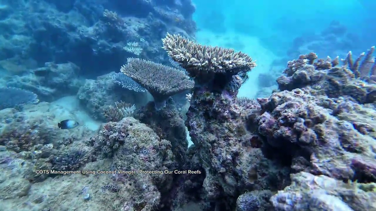 COTS Management Using Coconut Vinegar | Protecting Our Coral Reefs 
