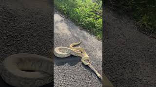 💛 #snake #reptiles #lifeisbutadream #wildlife #animals #ballpython #nature #cute #indonesia #viral
