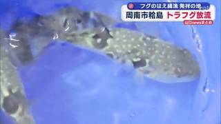 Yamaguchi] Tiger Pufferfish Release in Sukumojima, Shunan City