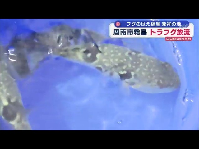 虎太丸 浜省4点 Yamaguchi] Tiger Pufferfish Release in Sukumojima, Shunan City