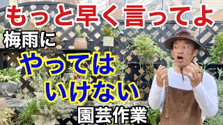 【お急ぎ下さい】梅雨時期の植物はどんどん痛みます　　　　　　　　　　【カーメン君】【園芸】【ガーデニング】【初心者】