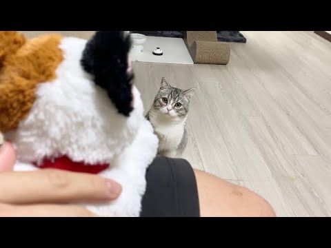 猫が構ってくれないのでぬいぐるみを膝に乗せてたらこうなった 笑 Youtube