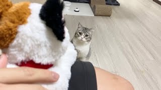 猫が構ってくれないのでぬいぐるみを膝に乗せてたらこうなった…笑