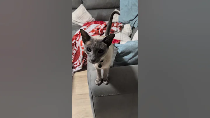 Video 11889831: siamese cat, blue eyed siamese, kitty