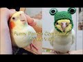 Funny Parrots Compiliation Videos Cute Parrots and Relaxation sounds