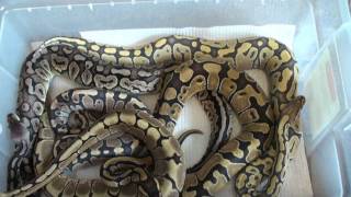 Celebrity Ball Python Collection Update! Profile