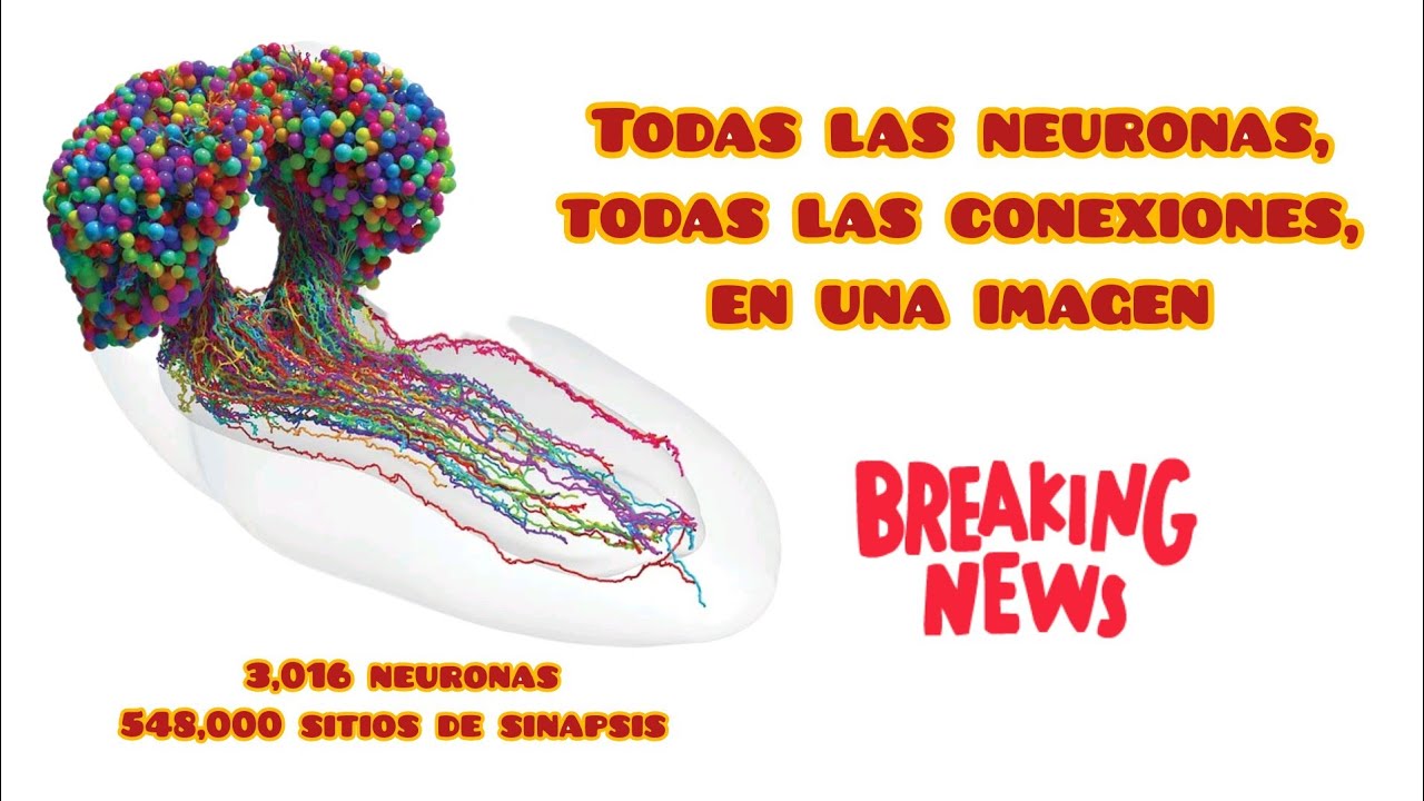 Conectoma: el primer mapa del cerebro a lujo de detalle