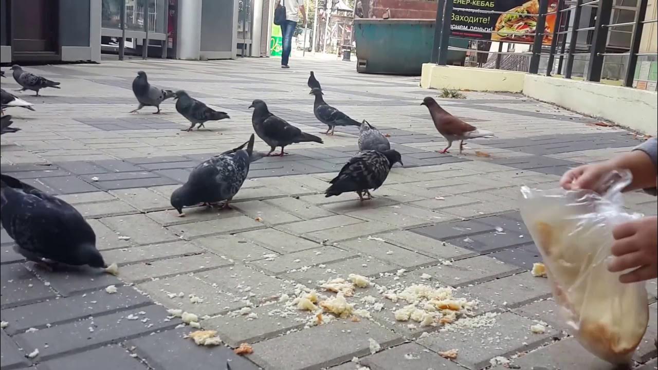 Крутой голубь. Голубь с хлебом. Голубей хлеб. Коричневый сизый голубь. Борзый голубь.